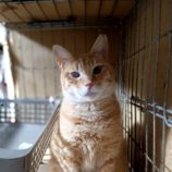 2月9日守谷店に参加するにゃんこの大冒険の保護猫06