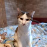 2月9日守谷店に参加するにゃんこの大冒険の保護猫07