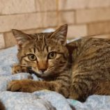 2月9日守谷店に参加するにゃんこの大冒険の保護猫08