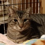 2月9日守谷店に参加するにゃんこの大冒険の保護猫09