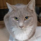 3月2日守谷店に参加するのにゃんこの大冒険の保護猫01