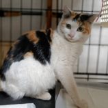 3月2日守谷店に参加するのにゃんこの大冒険の保護猫05