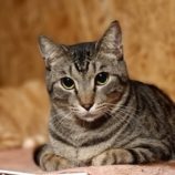 3月2日守谷店に参加するのにゃんこの大冒険の保護猫06