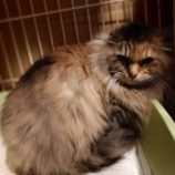 3月2日守谷店に参加するのにゃんこの大冒険の保護猫07