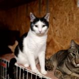 3月2日守谷店に参加するのにゃんこの大冒険の保護猫08