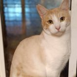 3月2日守谷店に参加するのにゃんこの大冒険の保護猫09