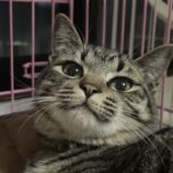 2月9日新田店に参加する猫のへやの保護猫01