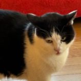 2月9日新田店に参加する猫のへやの保護猫03