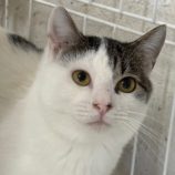 2月9日新田店に参加する猫のへやの保護猫04