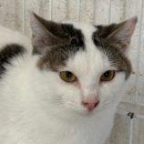 2月9日新田店に参加する猫のへやの保護猫06