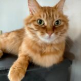 2月16日新田店に参加する猫びよりの保護猫04