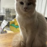 2月16日新田店に参加する猫びよりの保護猫05