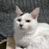 2月16日新田店に参加する猫びよりの保護猫07