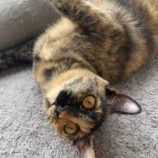 2月16日新田店に参加する猫びよりの保護猫08