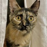 2月16日新田店に参加する猫びよりの保護猫10