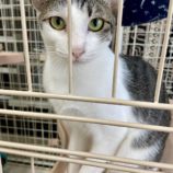 2月16日新田店に参加する猫びよりの保護猫11