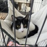 2月16日新田店に参加する猫びよりの保護猫12