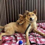 2月23日新田店に参加する命こそ宝の保護猫01