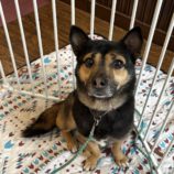 2月23日新田店に参加する命こそ宝の保護猫02