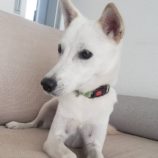 2月23日新田店に参加する命こそ宝の保護猫03