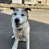 2月23日新田店に参加する命こそ宝の保護猫04