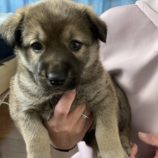 2月23日新田店に参加する命こそ宝の保護猫06