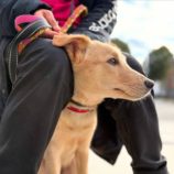 2月23日新田店に参加する命こそ宝の保護猫08