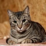 2月23日君津店に参加するにゃんこの大冒険の保護猫01