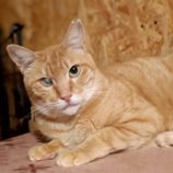 2月23日君津店に参加するにゃんこの大冒険の保護猫02