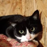 2月23日君津店に参加するにゃんこの大冒険の保護猫04