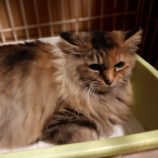 2月23日君津店に参加するにゃんこの大冒険の保護猫05