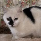 2月23日君津店に参加するにゃんこの大冒険の保護猫07