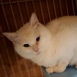 2月23日君津店に参加するにゃんこの大冒険の保護猫08