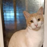 2月23日君津店に参加するにゃんこの大冒険の保護猫09