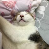 2月15日八千代店に参加する花ねこ千葉の保護猫01