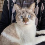 2月15日八千代店に参加する花ねこ千葉の保護猫02