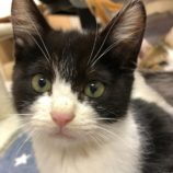 2月15日八千代店に参加する花ねこ千葉の保護猫03