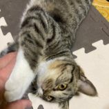 2月15日八千代店に参加する花ねこ千葉の保護猫04