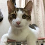 2月15日八千代店に参加する花ねこ千葉の保護猫05