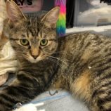 2月15日八千代店に参加する花ねこ千葉の保護猫06