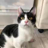 2月15日八千代店に参加する花ねこ千葉の保護猫08