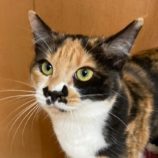 2月15日八千代店に参加する花ねこ千葉の保護猫09