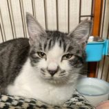 2月15日八千代店に参加する花ねこ千葉の保護猫10