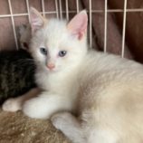 2月15日八千代店に参加する花ねこ千葉の保護猫12