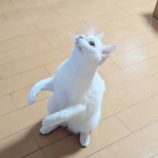 2月15日八千代店に参加する花ねこ千葉の保護猫13