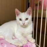 2月15日八千代店に参加する花ねこ千葉の保護猫14