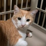 2月15日八千代店に参加する花ねこ千葉の保護猫15