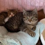 2月15日八千代店に参加する花ねこ千葉の保護猫16