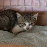 2月15日八千代店に参加する花ねこ千葉の保護猫17