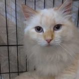 2月15日八千代店に参加する花ねこ千葉の保護猫18